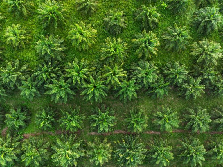 การรับรอง RSPO อาจลดประสิทธิภาพของฟาร์ม