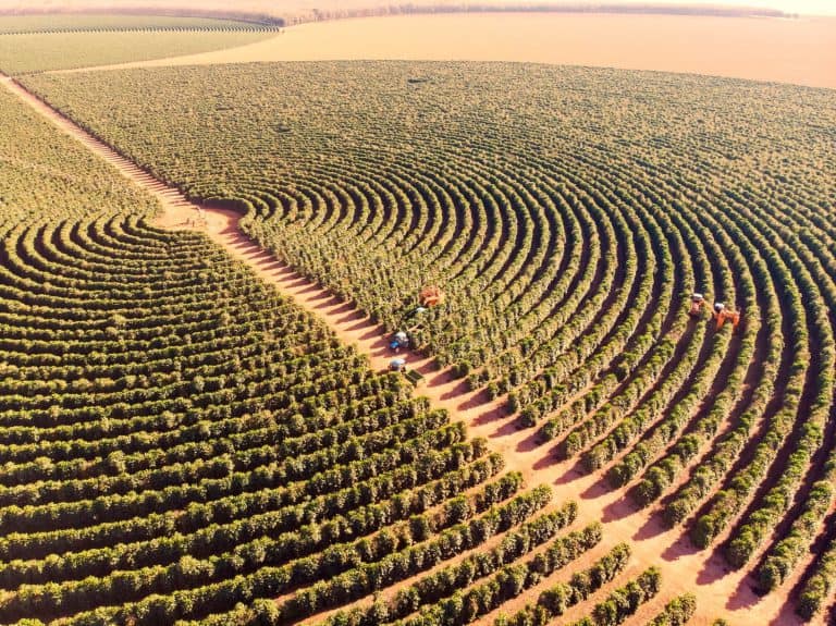 FAO คาดพื้นที่เพาะปลูกพืชเศรษฐกิจหลักลดลงครึ่งหนึ่งภายในปี 2100