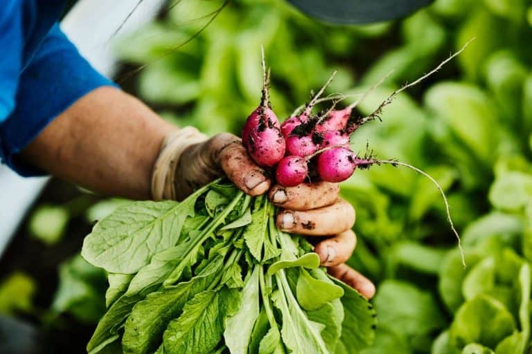 ผงะ! พบ “นาโนพลาสติก” ในผักกินได้ เสี่ยงอันตรายสุขภาพมนุษย์
