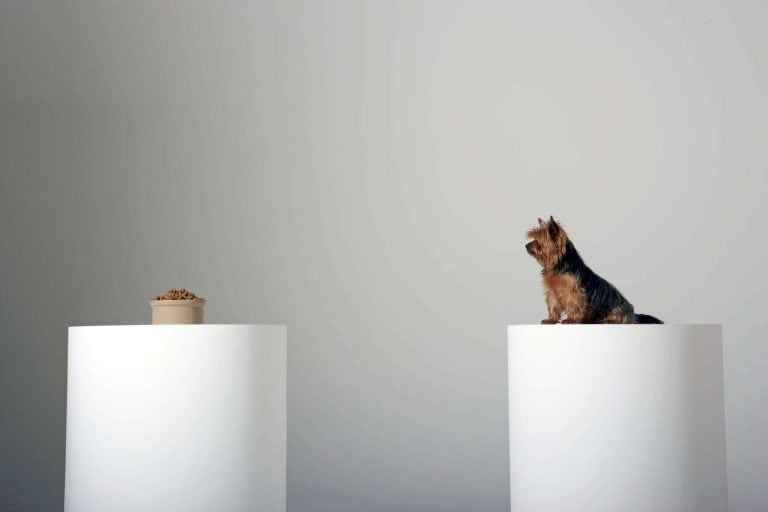 Meatly เผยแผนขั้นต่อไปของเนื้อเพาะเลี้ยง: สู่การผลิตขนาดใหญ่และราคาที่เข้าถึงได้